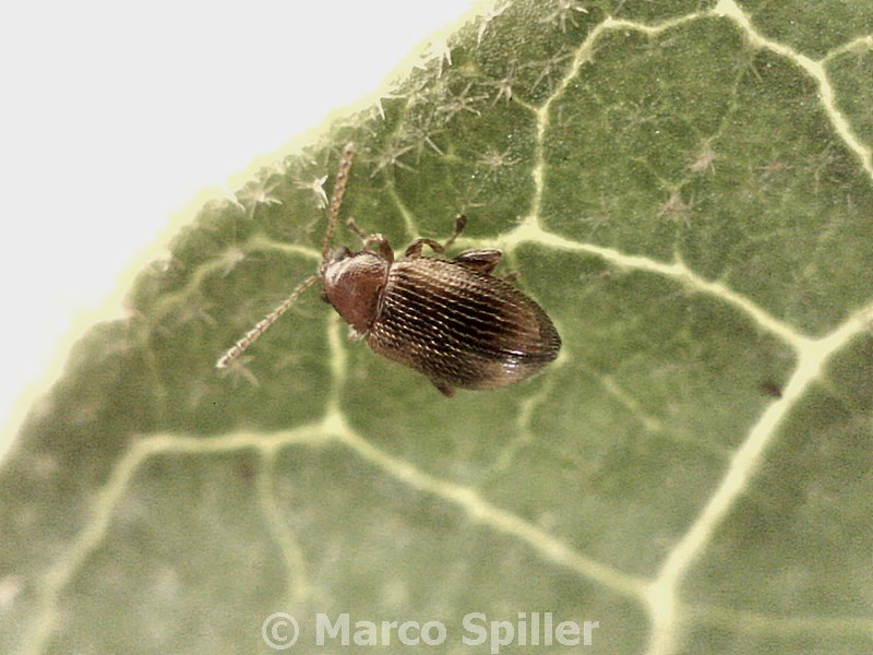 Minuscolo sopra e sotto da identificare- Epitrix cf. atropae